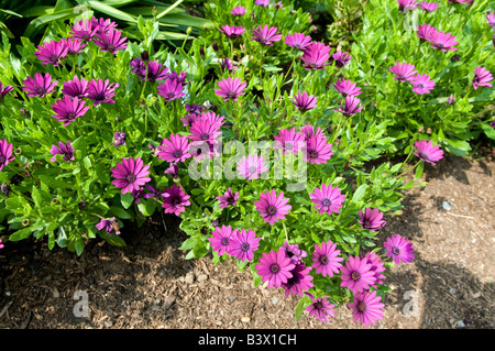 Osteospermum Compositae/Asteraceae `Sunny Mary` Stock Photo